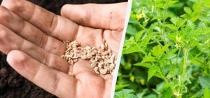 Коли садити помідори у квітні: дати за місячним календарем 2026 та народні прикмети