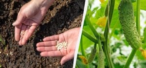 Огурцы быстро взойдут и не будут болеть: в чем замочить семена перед посадкой