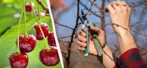 Пропустите цей момент - і врожаю не буде: коли та як правильно обрізати вишню навесні