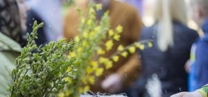 5 апреля: большой церковный праздник, что делать с освященной вербой после церкви