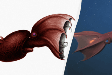 Палеонтологи знайшли скам'янілі рештки кальмара-вампіра зі здобиччу в зубах