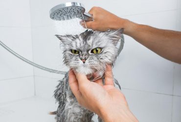 Способны ли коты обижаться и мстить: объясняет специалист