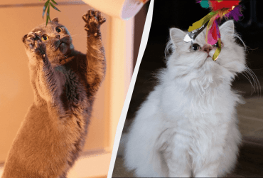 Пушистый антистресс: названы топ-10 самых игривых кошачьих пород