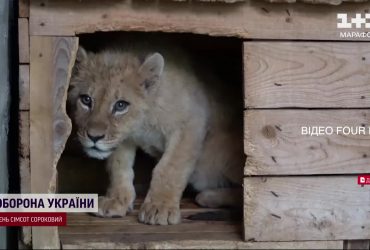 У левиці, яка блукала вулицями на Харківщині, кардинально змінилось життя: неймовірна історія