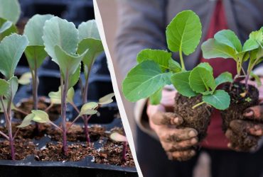 Коли сіяти на розсаду цвітну капусту: як підготувати насіння і у що садити