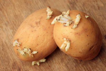 Можно ли есть сморщенную картошку: что советуют эксперты