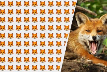 Дуже складна задачка на час: знайдіть дивну лисицю за 7 секунд