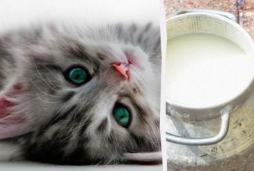 Какой кот выпьет молоко первым: решение найдет только уникум с очень высоким IQ