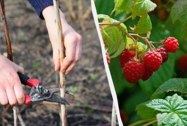 Как и когда обрезать малину осенью: в чем разница между обычной и ремонтантной