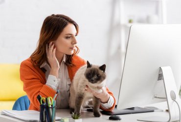 Почему кот мешает вам работать за компьютером: эксперт назвала истинную причину