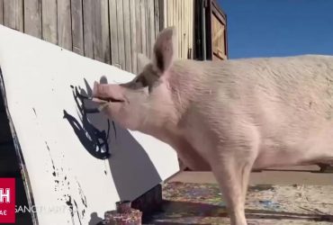 Померла свинка-художниця Пігкассо, яка заробила понад мільйон доларів