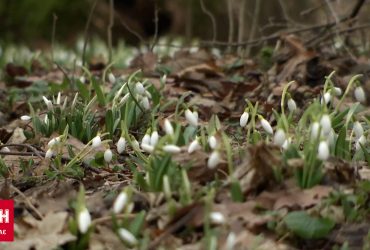 В лесах Холодного Яра пик цветения самой крупной в Украине плантации дикого лесного подснежника