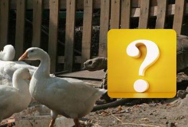 Усі бачать гусей та черепаху, і лиш одиниці знайдуть кота: хитра головоломка