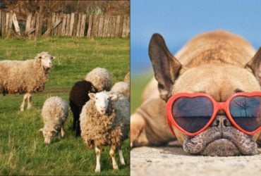 Усі бачать овець, і лиш люди з грандіозним IQ знайдуть пса за 8 секунд: гаряча головоломка