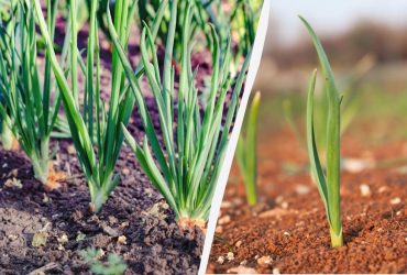 Що посадити поруч із часником і цибулею: найкращі та найгірші сусіди