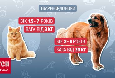 Хвостатые доноры-герои: как животные спасают от смерти других четвероногих своей кровью
