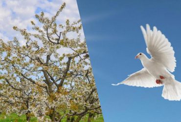 Человек с уникальным IQ найдет голубя за 10 секунд: головоломка для особенных