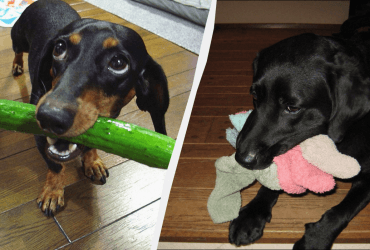 Уничтожат твою гостиную: названы топ-10 пород собак, которые любят жевать все вокруг