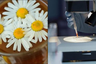 Вот чем полезен ромашковый чай: ученые указали на важные свойства