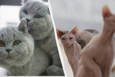 Пухнаста розкіш: 9 найдорожчих порід котів