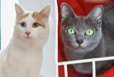 Настоящая экзотика: названы 10 самых редких пород кошек