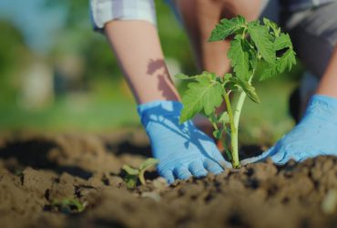 Что положить в лунку при посадке помидоров: 3 ингредиента, которые есть в каждом хозяйстве