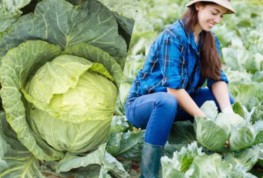 Что можно сажать рядом с капустой: огромный урожай без вредителей и болезней