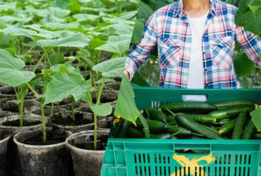 Когда сеять огурцы на рассаду в 2024 году: лунный календарь и пошаговая инструкция