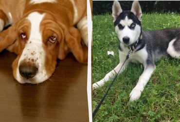 Шукачі скарбів: 10 порід собак, які перекопуватимуть ваш сад