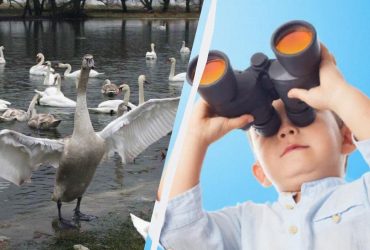 Усі бачать лебедів-шипунів, і лиш унікум знайде качку за 10 секунд: складна головоломка