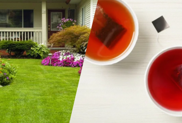 Как использовать заварку от чая на огороде: лайфхак от садовника