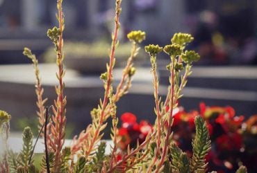 Какие цветы посадить на кладбище: 10 многолетников, которые растут сами по себе