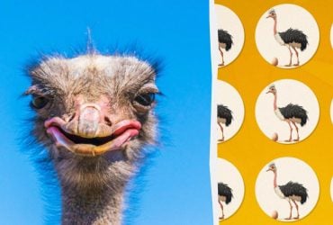 Только реальный ваятель найдет странного страуса за 10 секунд
