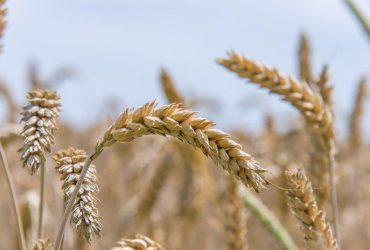 Путін потирає руки: РФ виграє зернову війну, налаштовуючи країни ЄС проти України, – ЗМІ