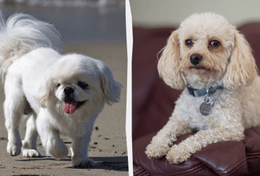 Вовчий апетит або голодування: експерти назвали породи собак, які вибагливі в їжі