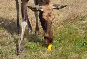 На Днепропетровщине стало больше косуль и кабанов