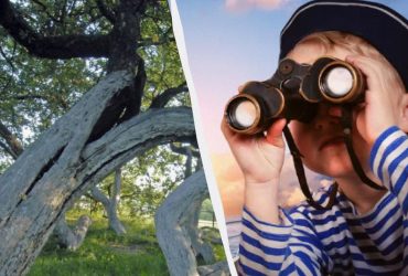 Страшенно цікава головоломка: треба відшукати кота за менш як 10 секунд