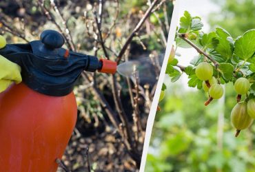 Чем обрабатывать крыжовник весной: три рецепта без химии, которые работают