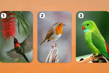 Скромный или уверенный в себе: быстрый тест личности по любимой птице