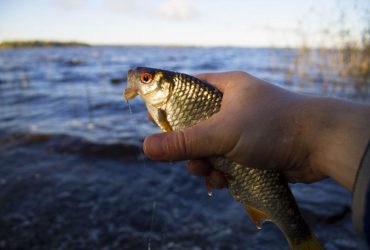 Коли починає клювати карась і як його привабити: лайфхаки від бувалих рибалок