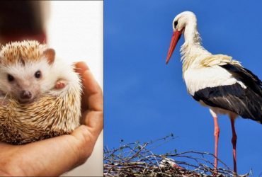 Все видят аиста, и только гигант мысли найдет ежа за 7 секунд: настоящий обман зрения