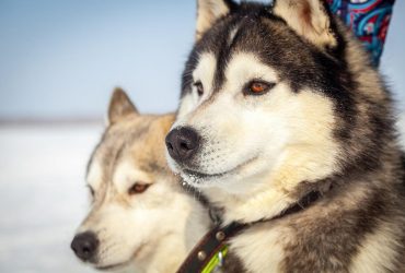 Эксперты назвали породы собак, которые прекрасно уживаются с другими животными в доме