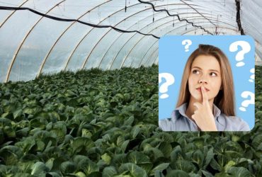 Лише прискіпливий детектив знайде зухвалого зайця в капусті: складна головоломка