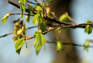 Сьогодні Київ розігріє до +22°