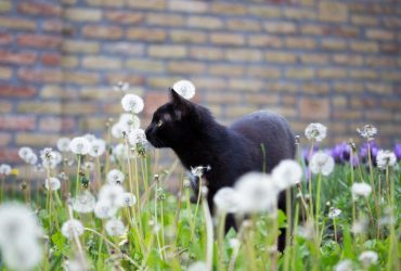 9 пород черных кошек, которые станут отличными домашними питомцами