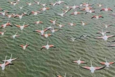 После разведки: стая розовых фениксов исследует заповедник в Одесской области (фото)