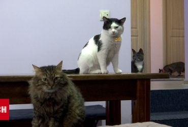 Дім для покинутих котів: підприємці з Запоріжжя знайшли спосіб врятувати тварин з прифронтових територій