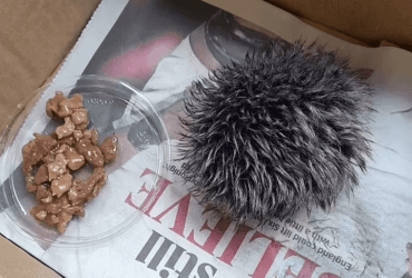 В Англии женщина думала, что спасает ежика: правда удивила ее (фото)