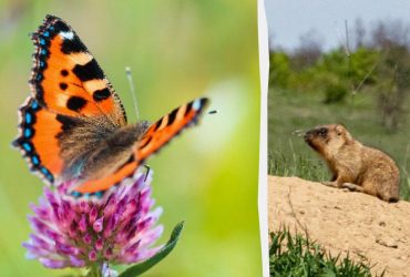 Слід розшукати метелика за 7 секунд, а кожен може побачити бабака: літня головоломка