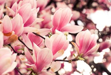 На Закарпатті почали квітнути перші магнолії (фоторепортаж)